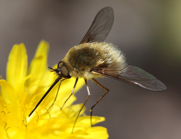 Bombyliidae d id